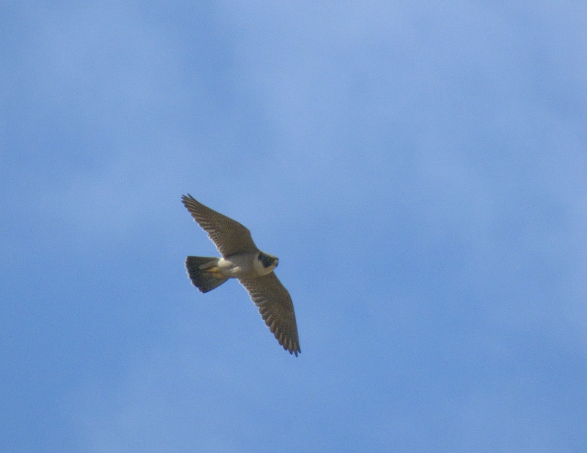 Peregrine Falcon - ML620874365