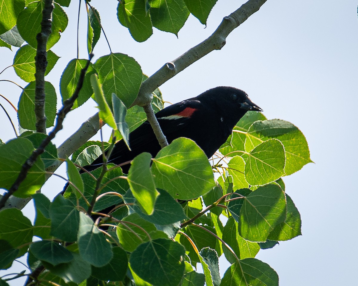 Red-winged Blackbird - ML620874369