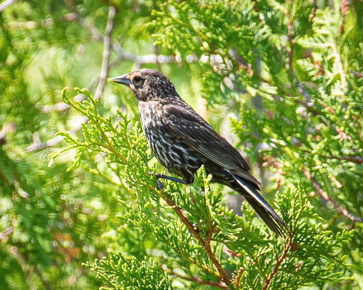 Red-winged Blackbird - ML620874370