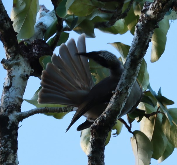 Helmeted Friarbird - ML620874373