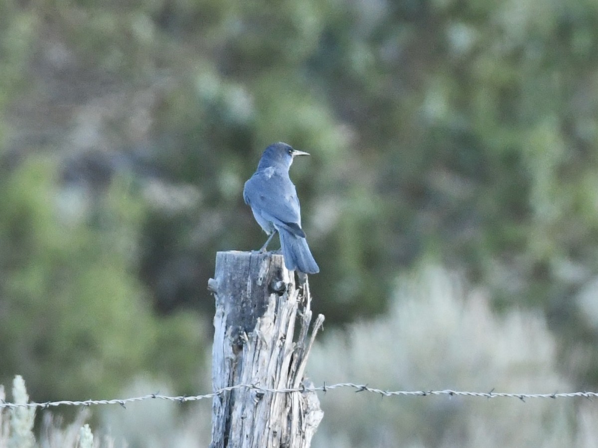 Pinyon Jay - ML620874374