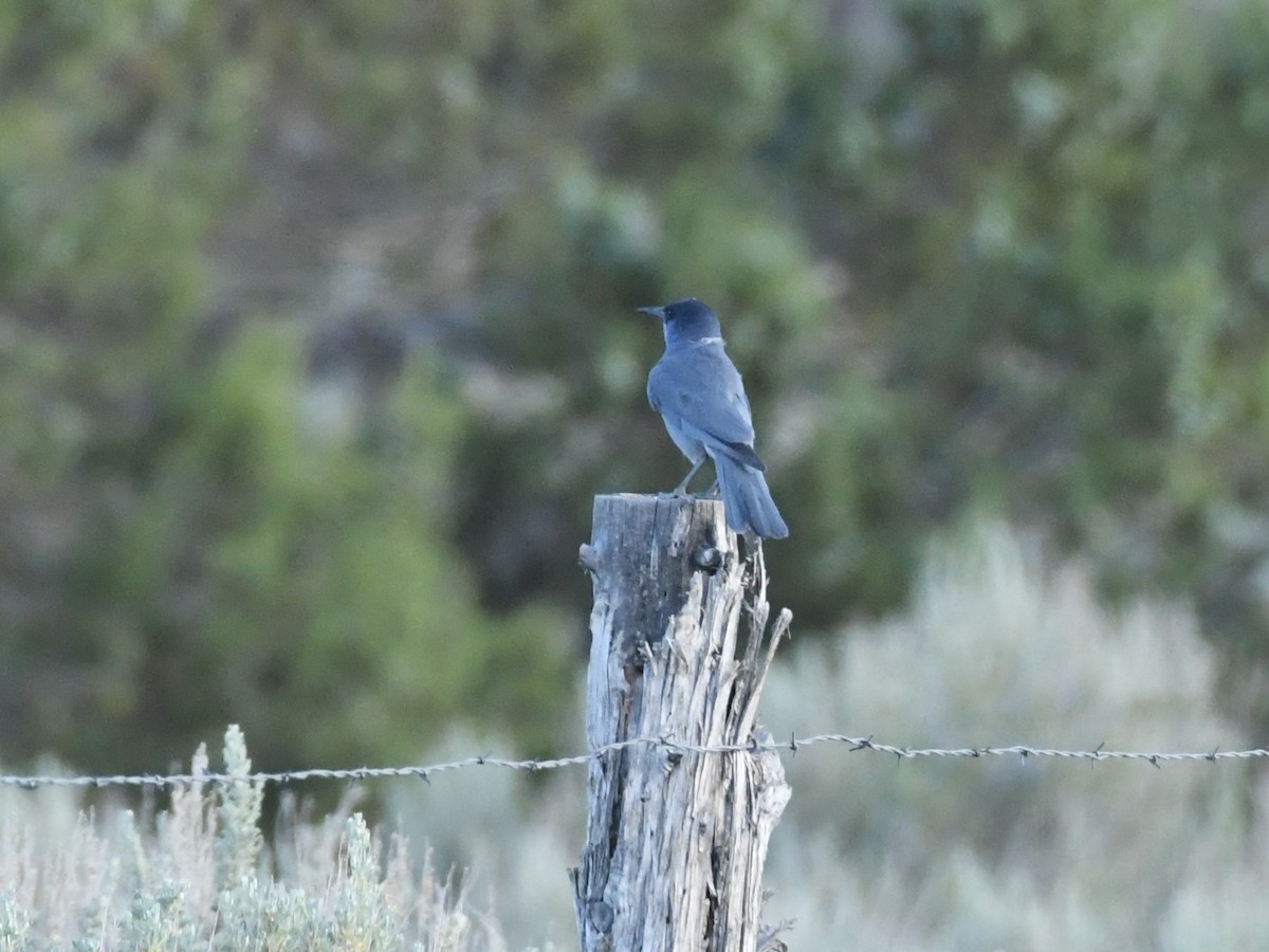 Pinyon Jay - ML620874375