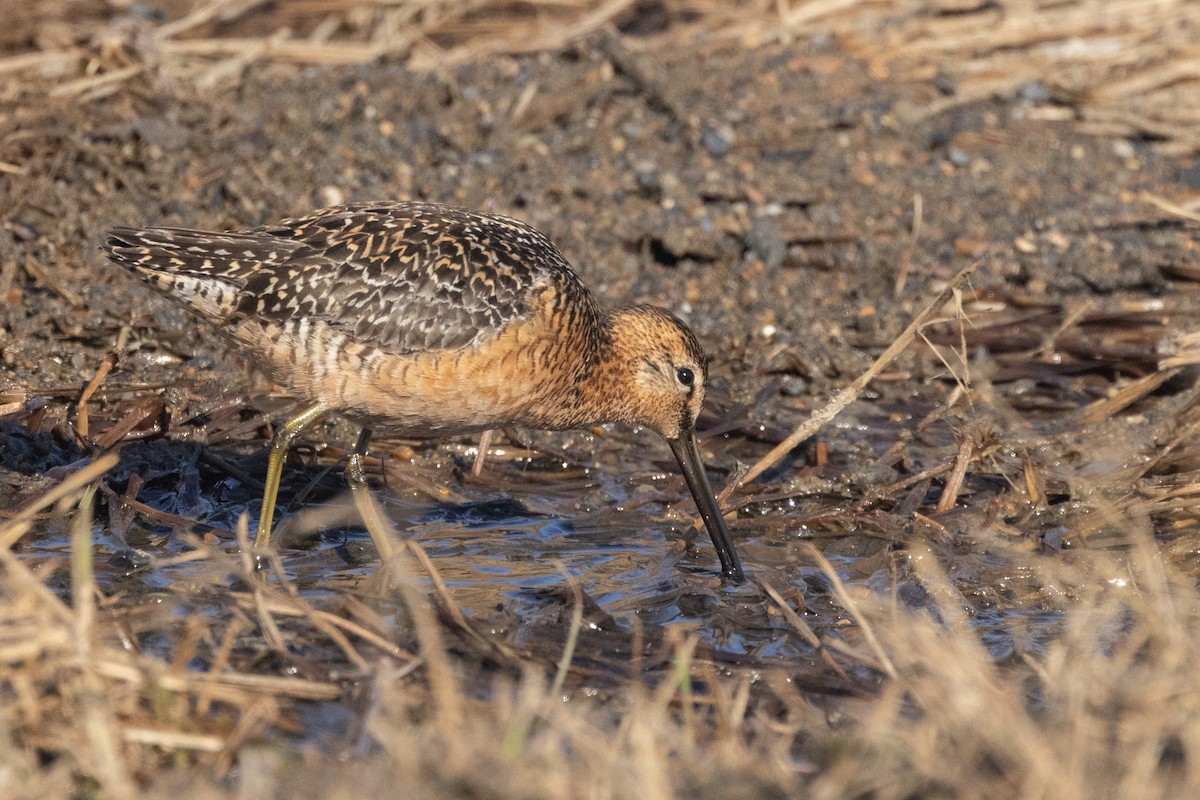 Long-billed Dowitcher - Greg Bodker