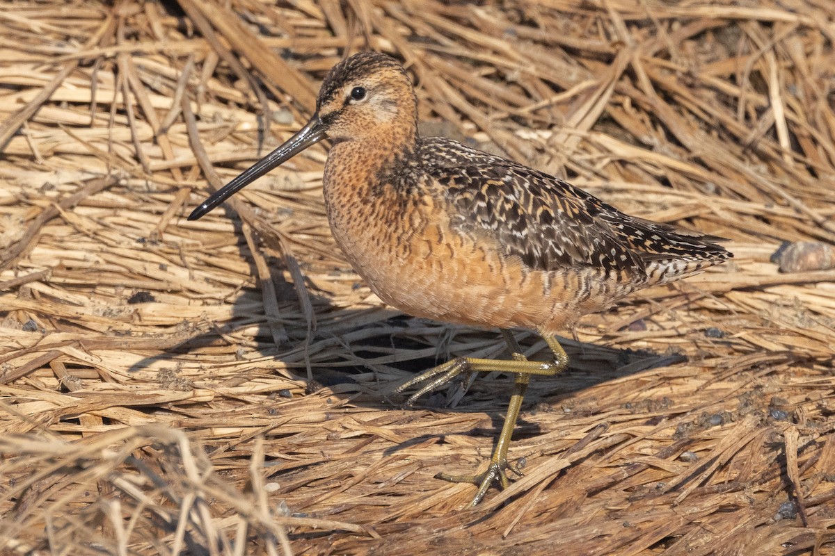 Long-billed Dowitcher - ML620874379