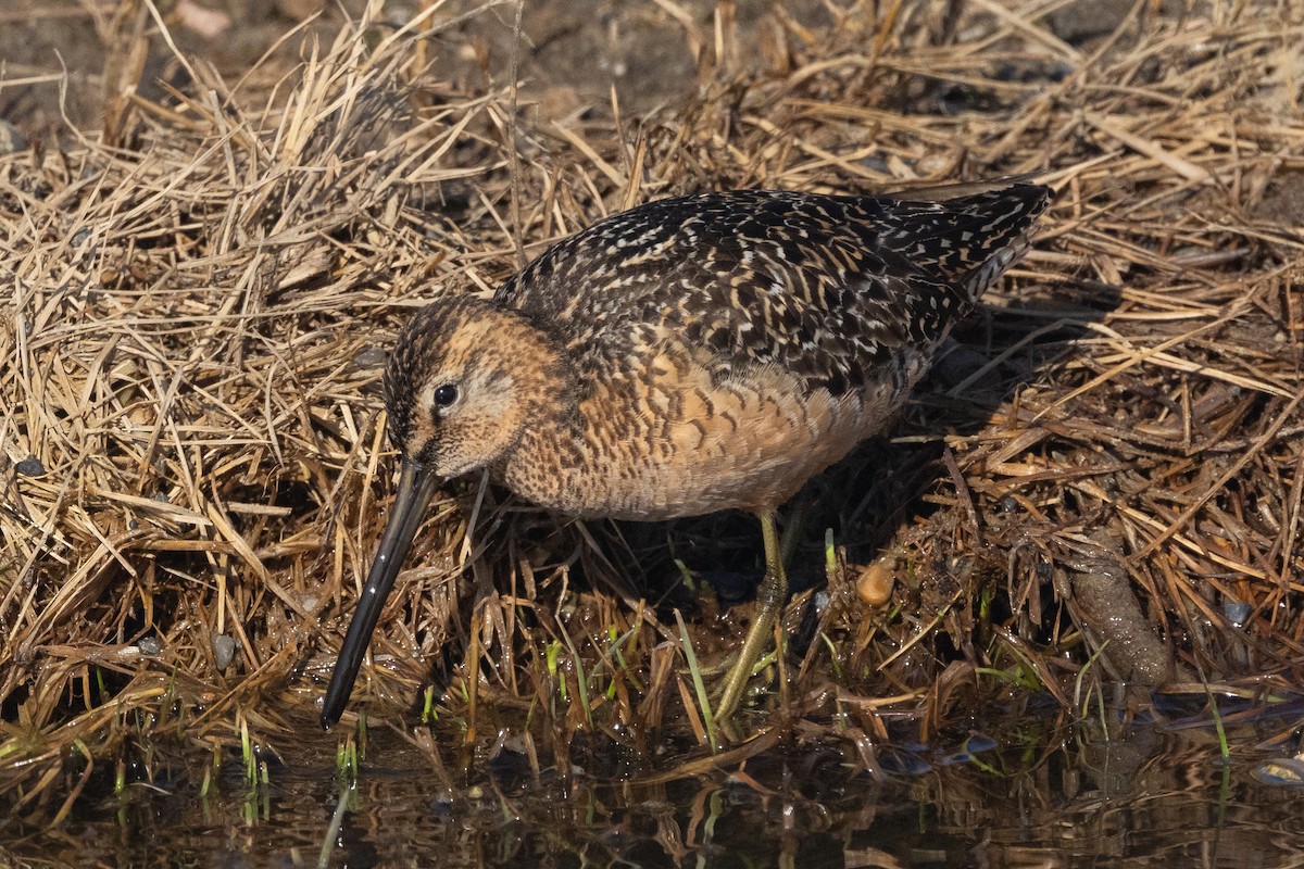 Long-billed Dowitcher - ML620874380
