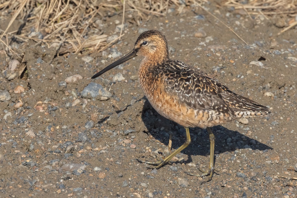 Long-billed Dowitcher - ML620874381