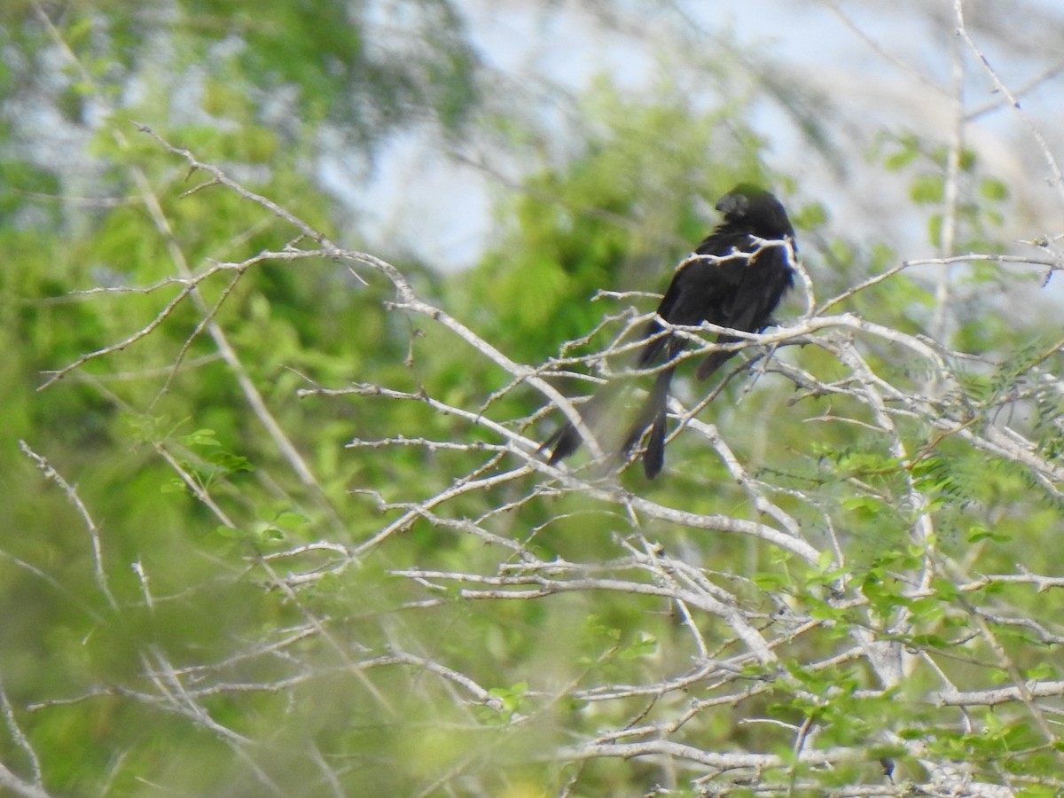 Groove-billed Ani - ML620874383