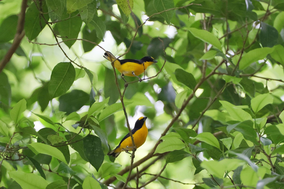 Yellow-throated Euphonia - ML620874386