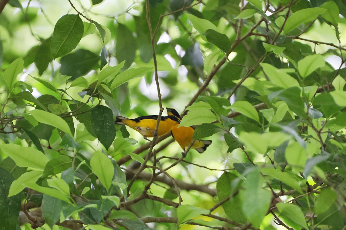 Yellow-throated Euphonia - ML620874387