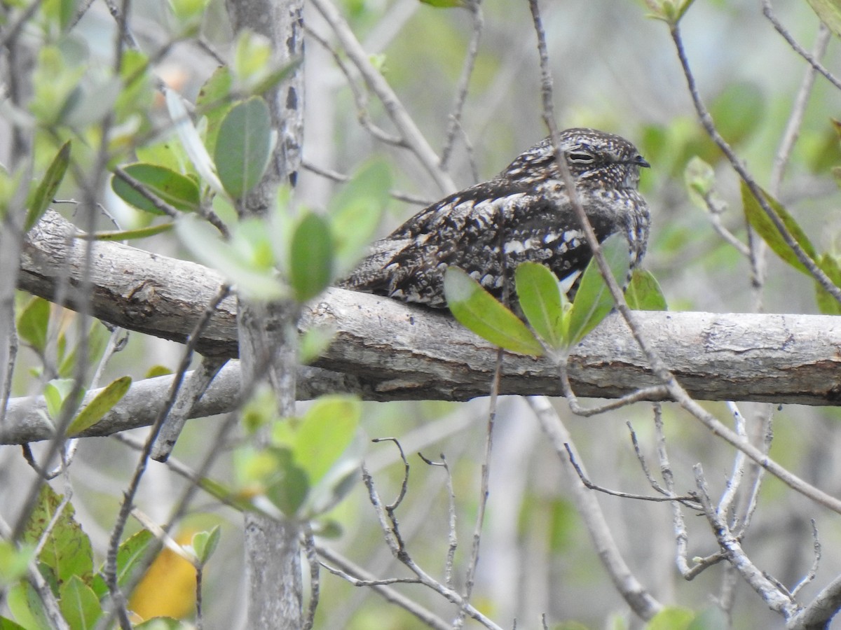 Lesser Nighthawk - ML620874391