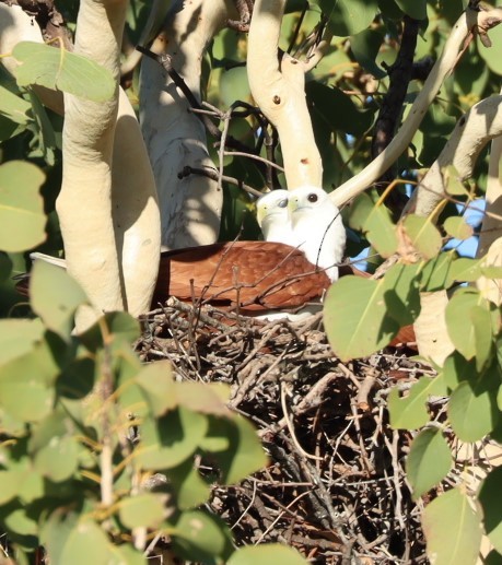 Brahminy Kite - ML620874394