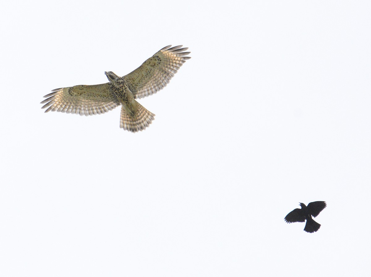 Red-shouldered Hawk - ML620874397