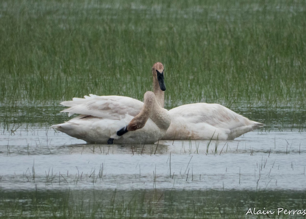 Trumpeter Swan - Alain Perras