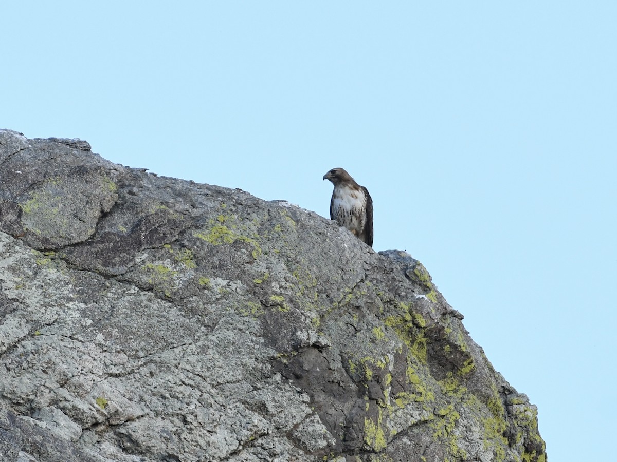 Red-tailed Hawk - ML620874401