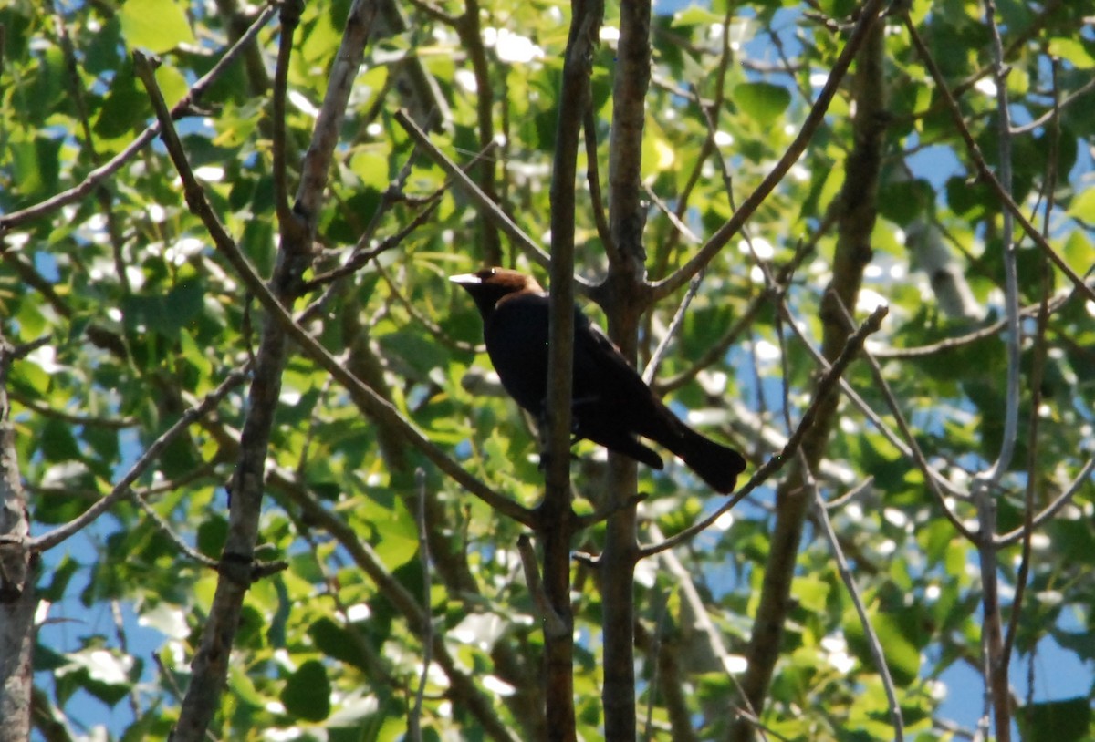 Brown-headed Cowbird - ML620874402