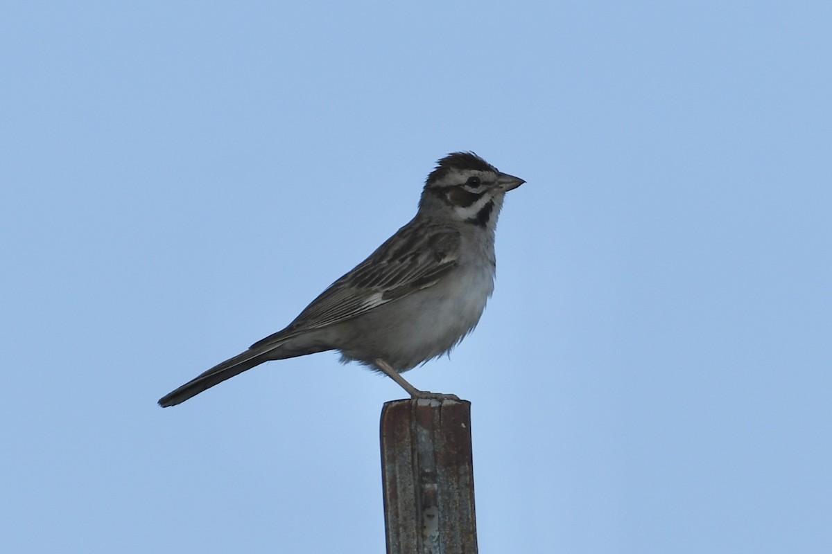 Lark Sparrow - ML620874403