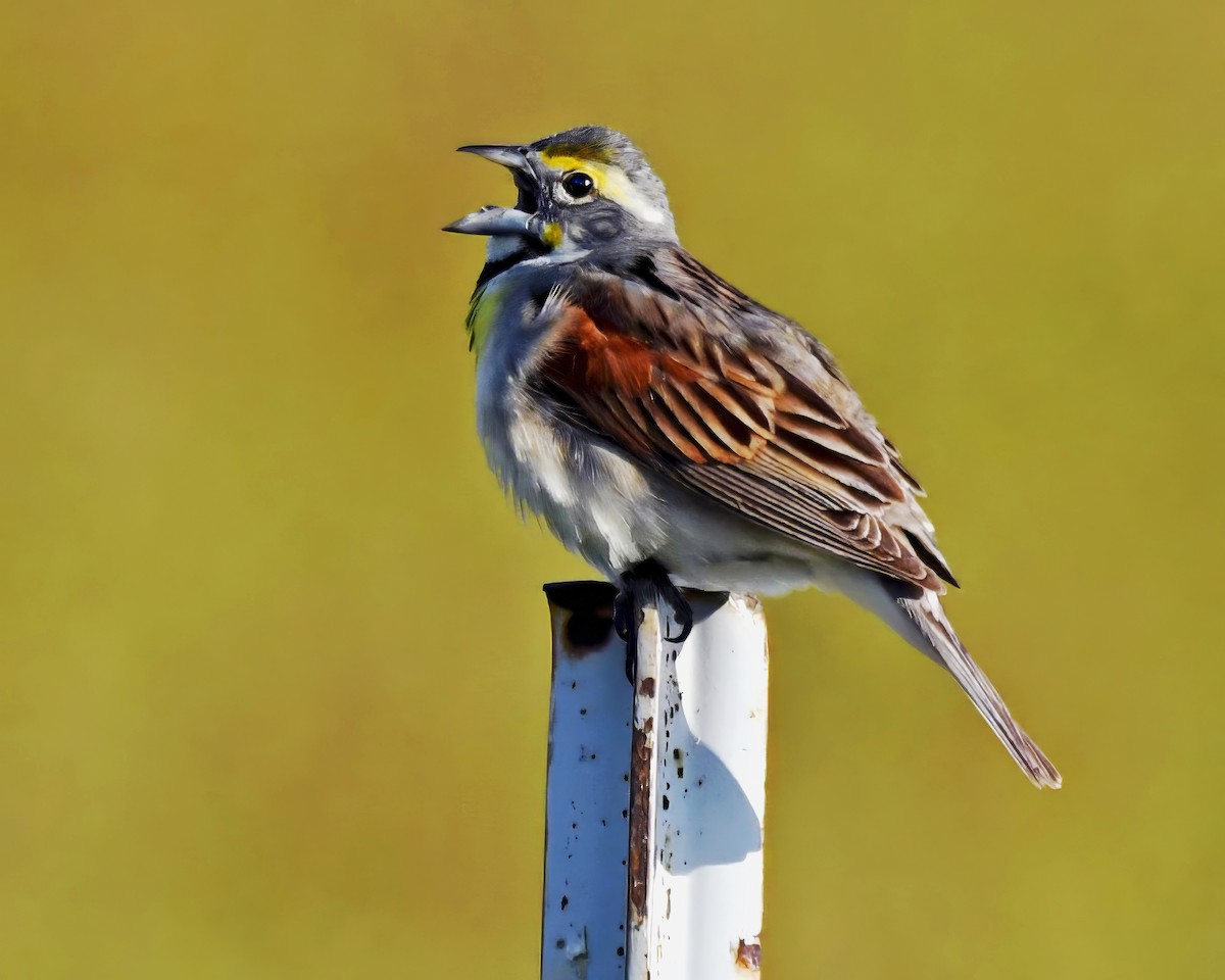 Dickcissel - ML620874404