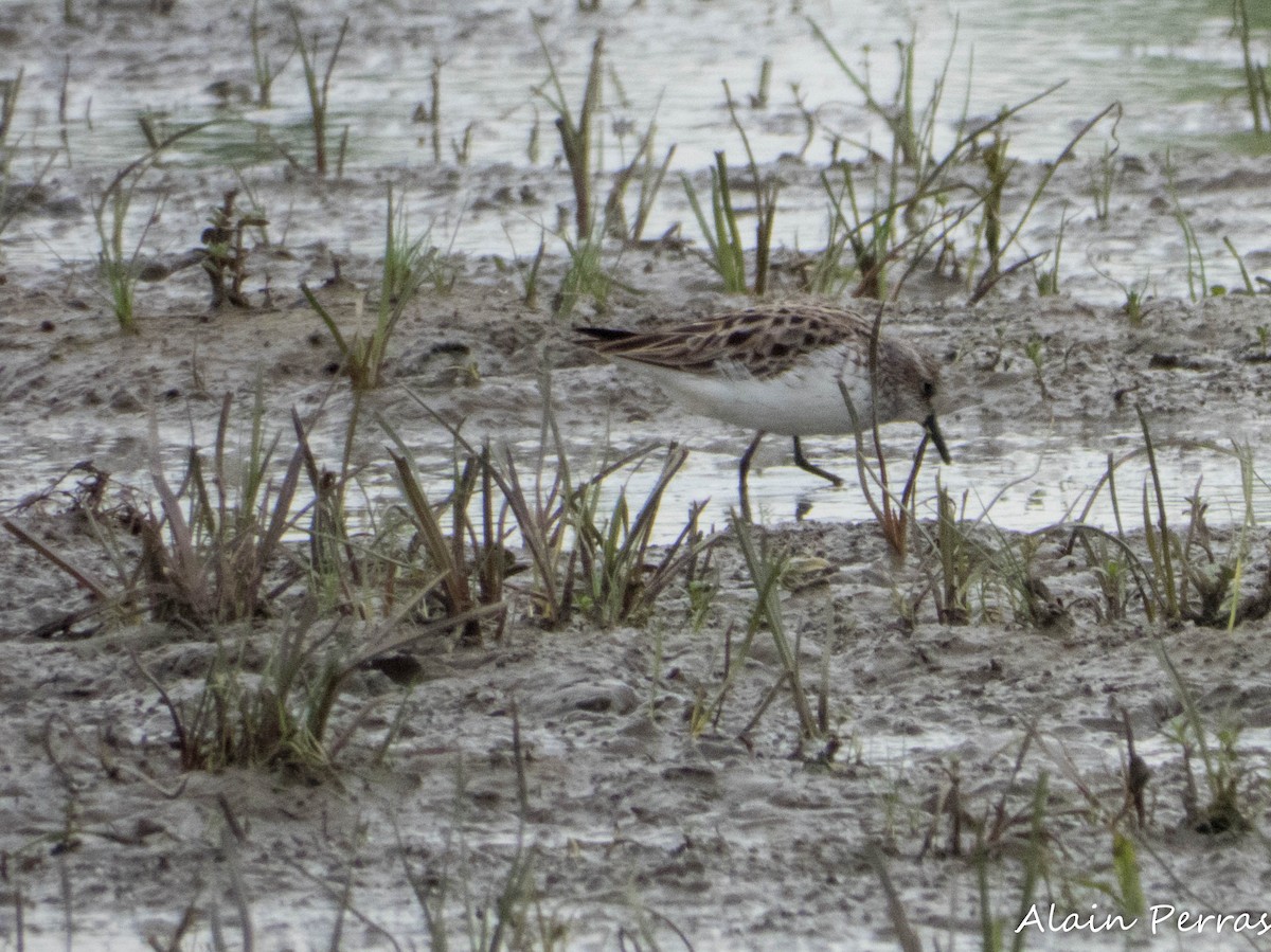 White-rumped Sandpiper - ML620874405