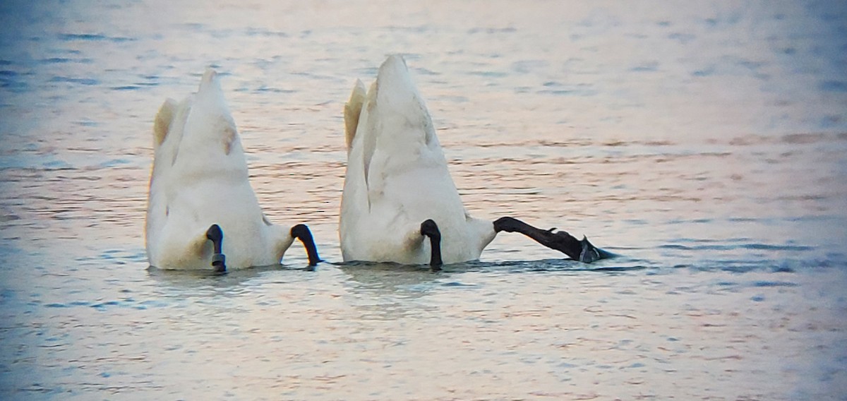 Trumpeter Swan - ML620874406