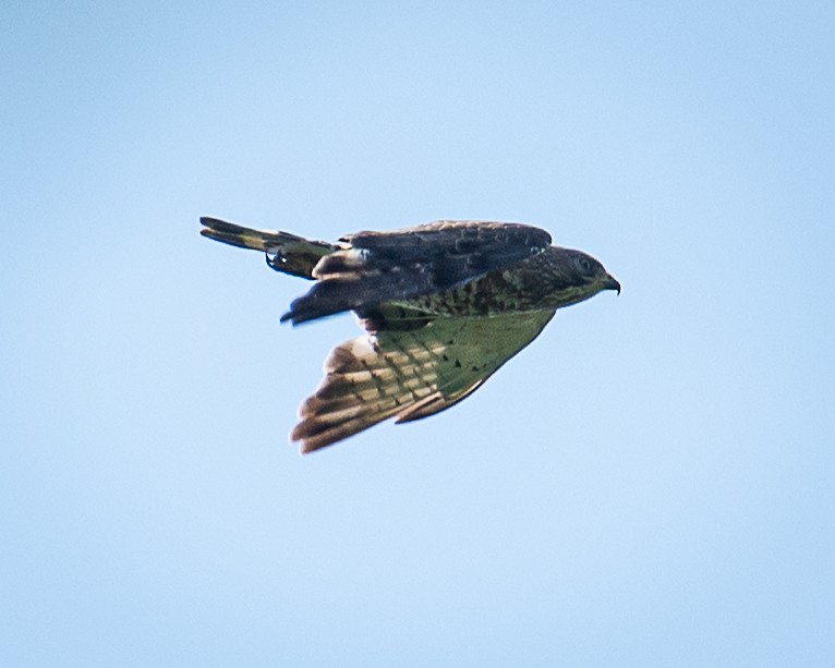 Broad-winged Hawk - ML620874407