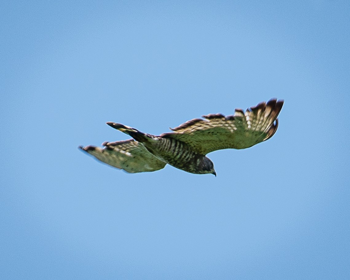 Broad-winged Hawk - ML620874408