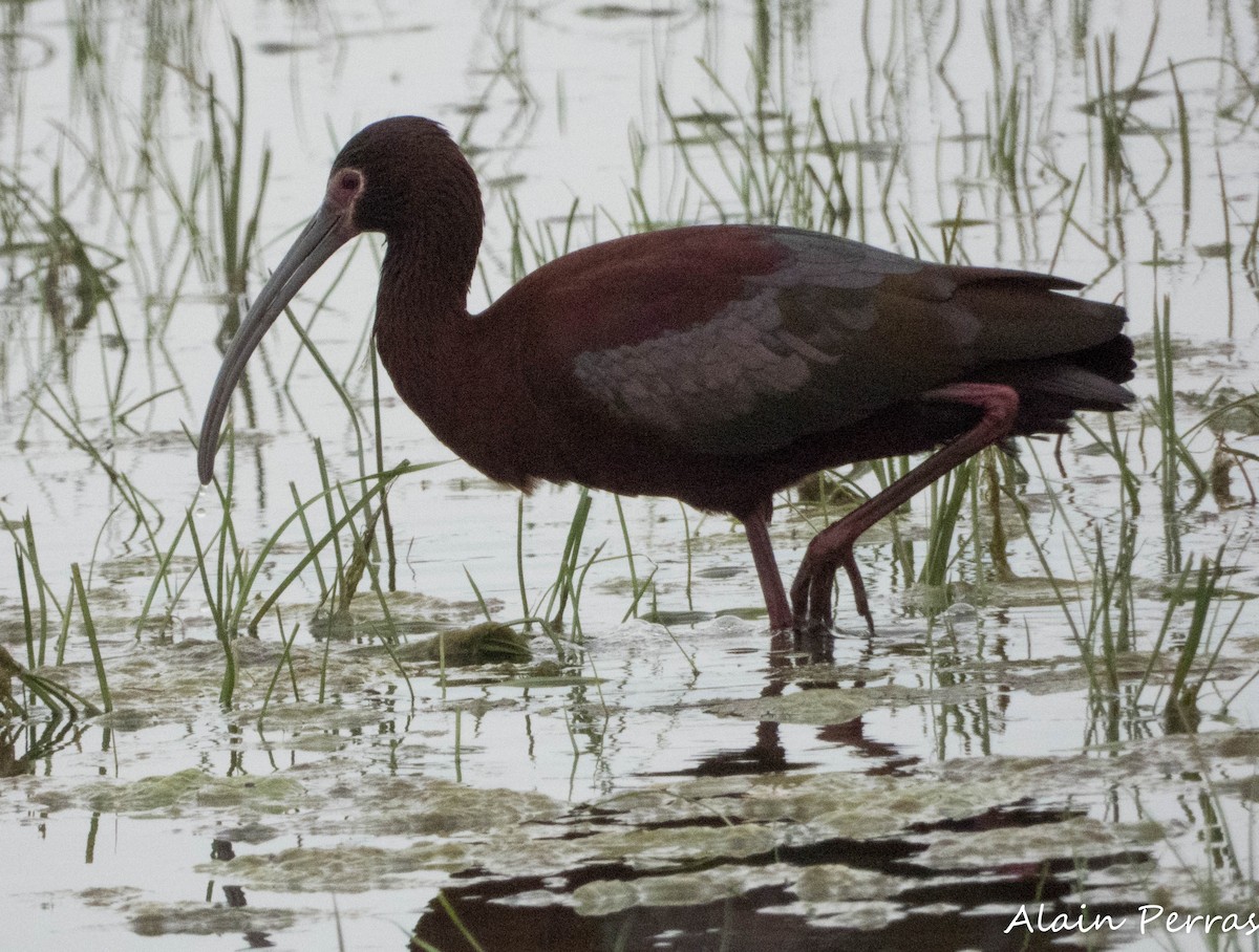 White-faced Ibis - ML620874411