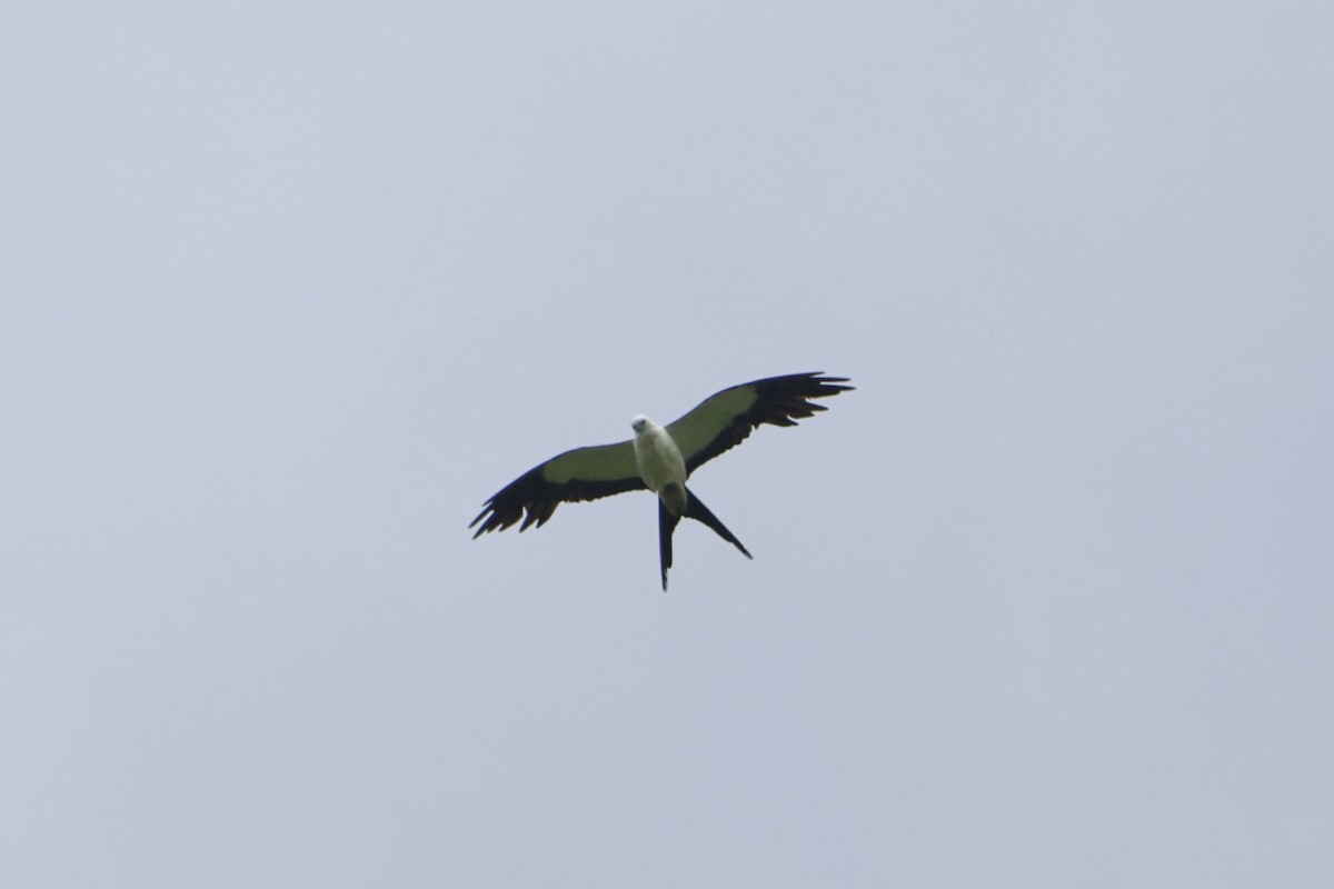 Swallow-tailed Kite - ML620874413