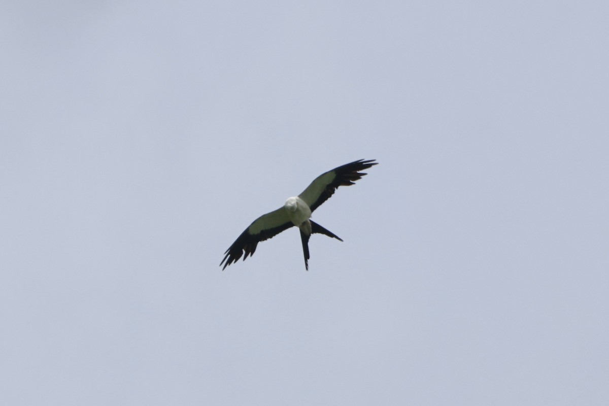 Swallow-tailed Kite - Caleb Villar
