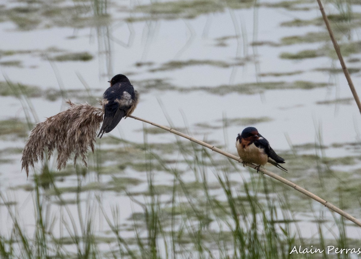 Barn Swallow - ML620874418