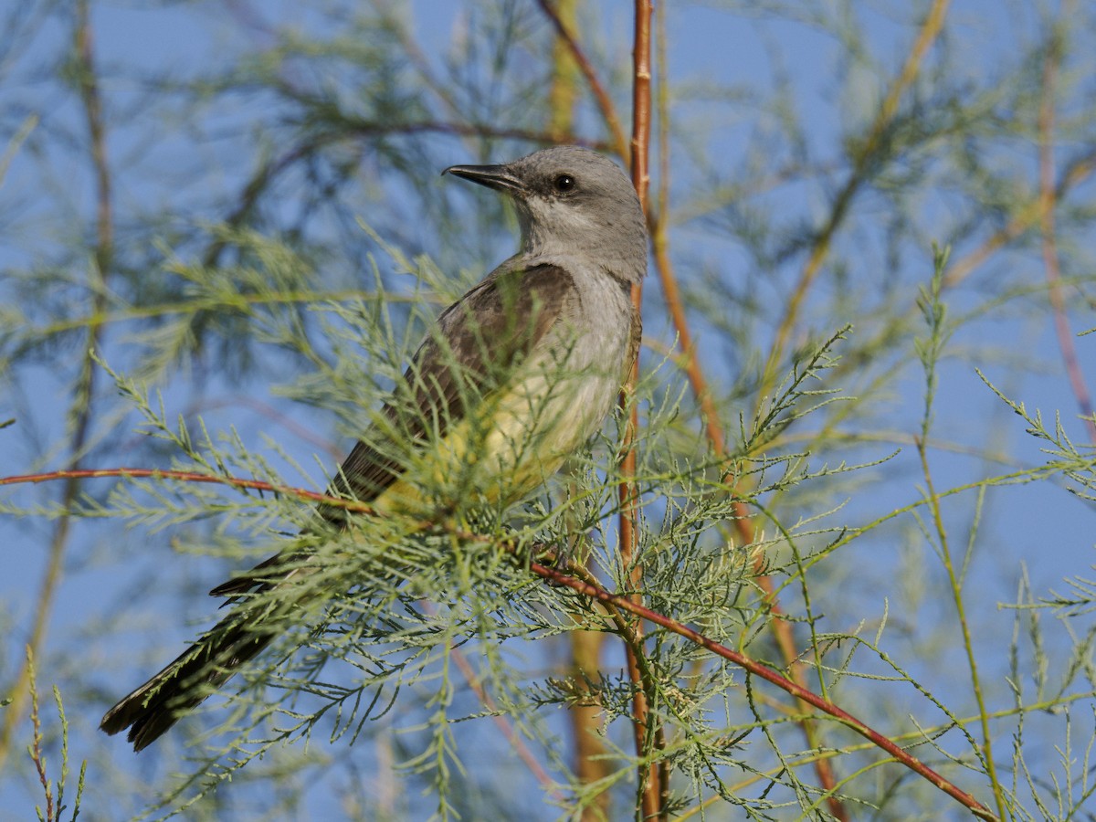 Western Kingbird - ML620874430