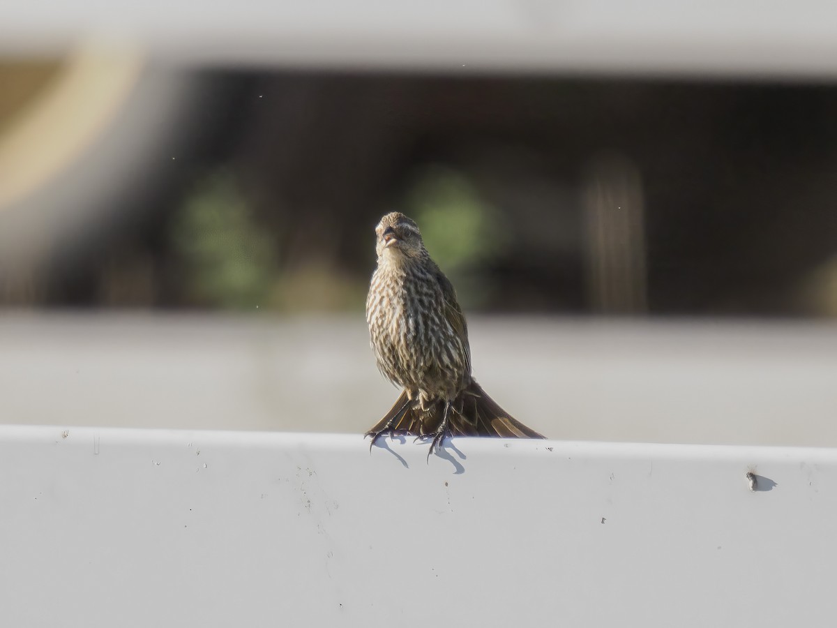 Red-winged Blackbird - ML620874436