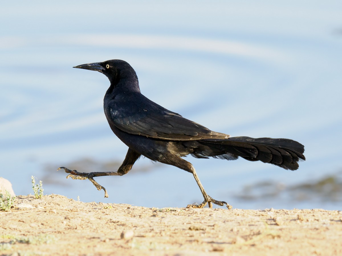 Great-tailed Grackle - ML620874439