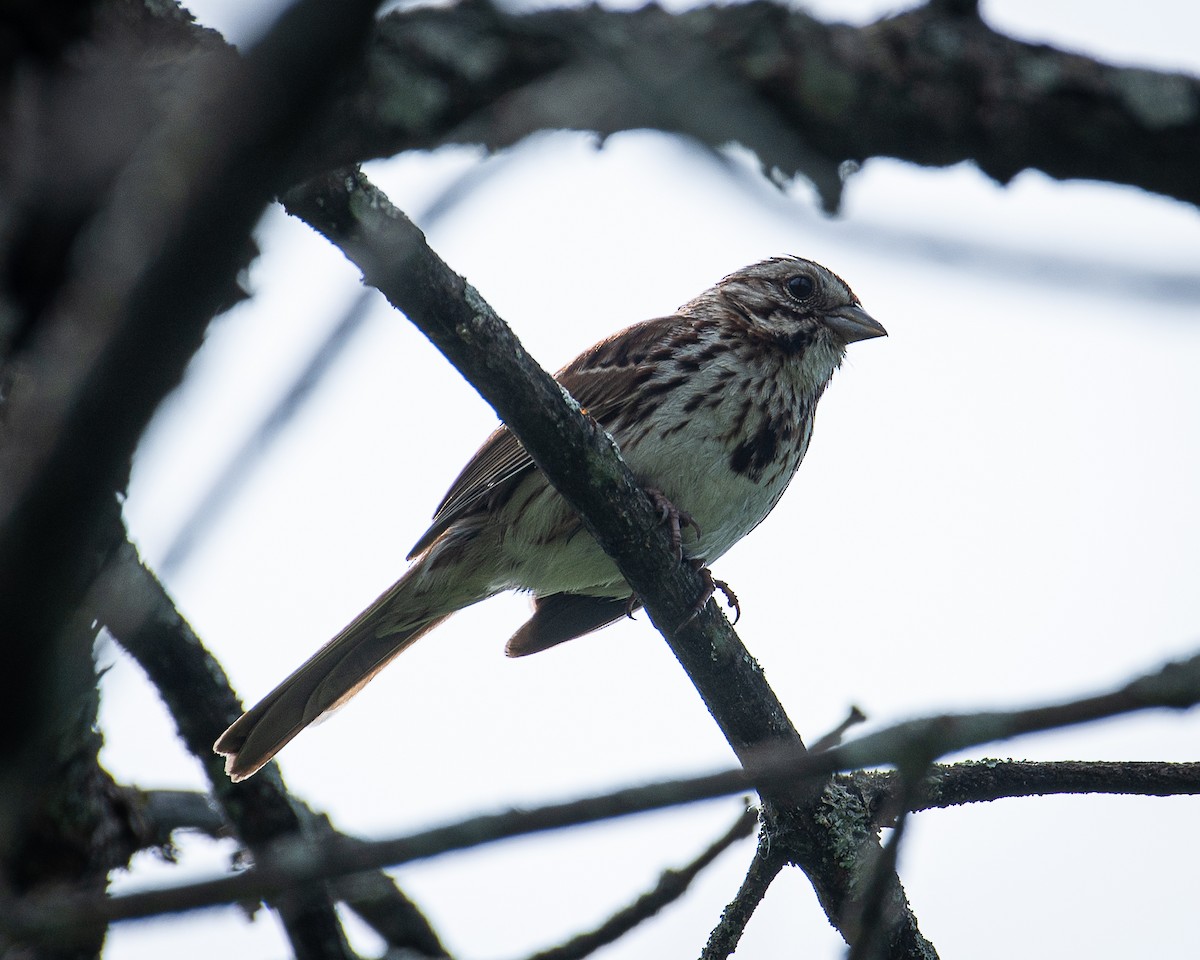 Song Sparrow - ML620874440