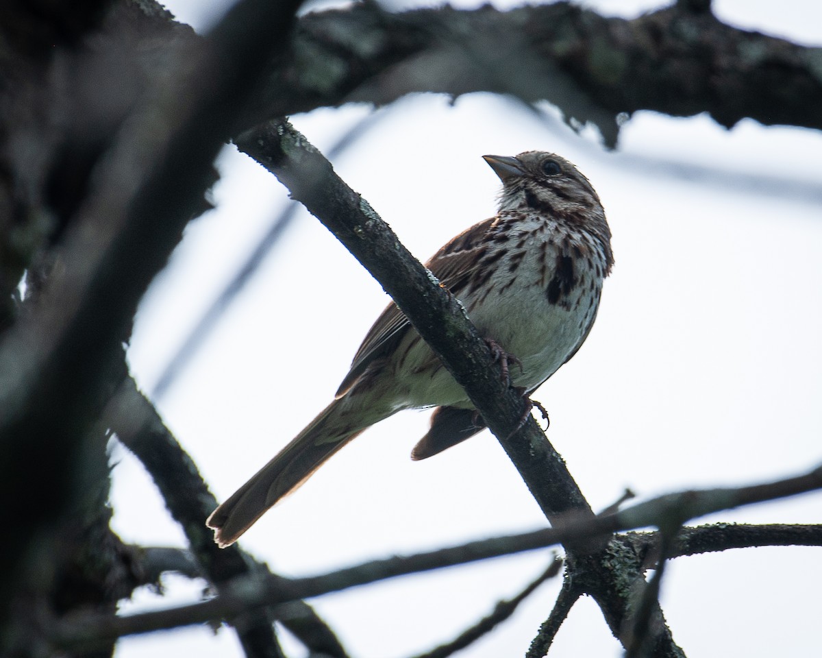 Song Sparrow - ML620874442