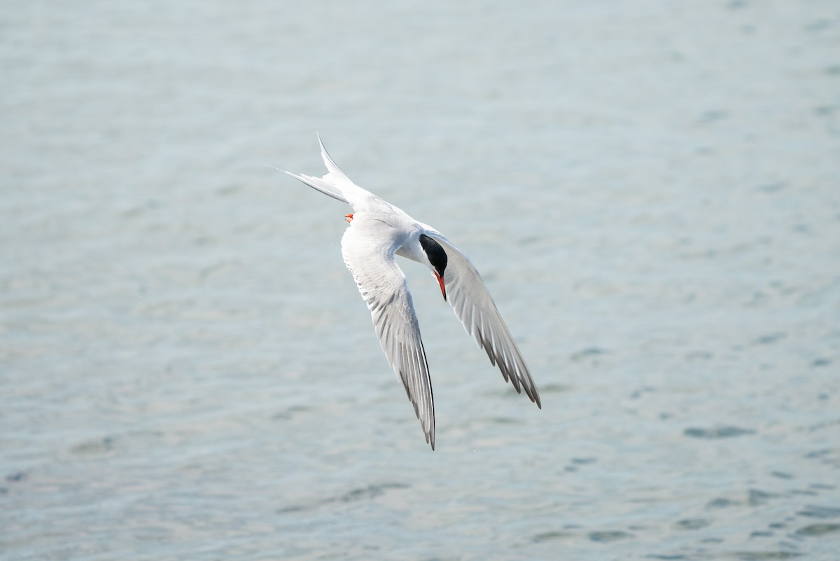 Forster's Tern - ML620874450