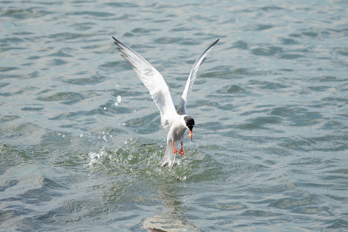 Forster's Tern - ML620874454