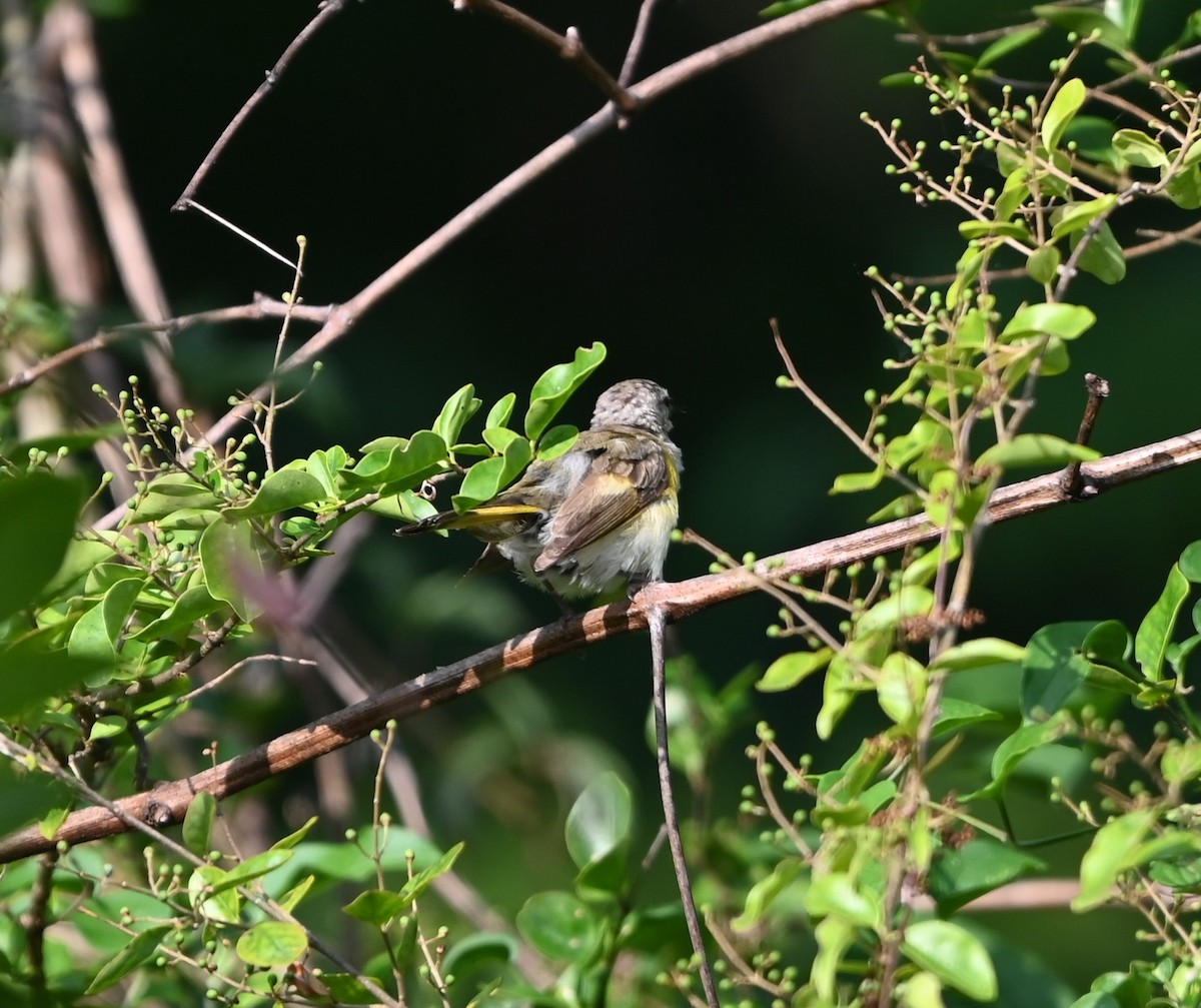 American Redstart - ML620874457