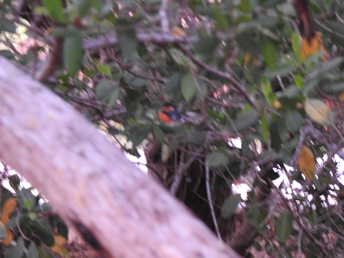 American Pygmy Kingfisher - ML620874461