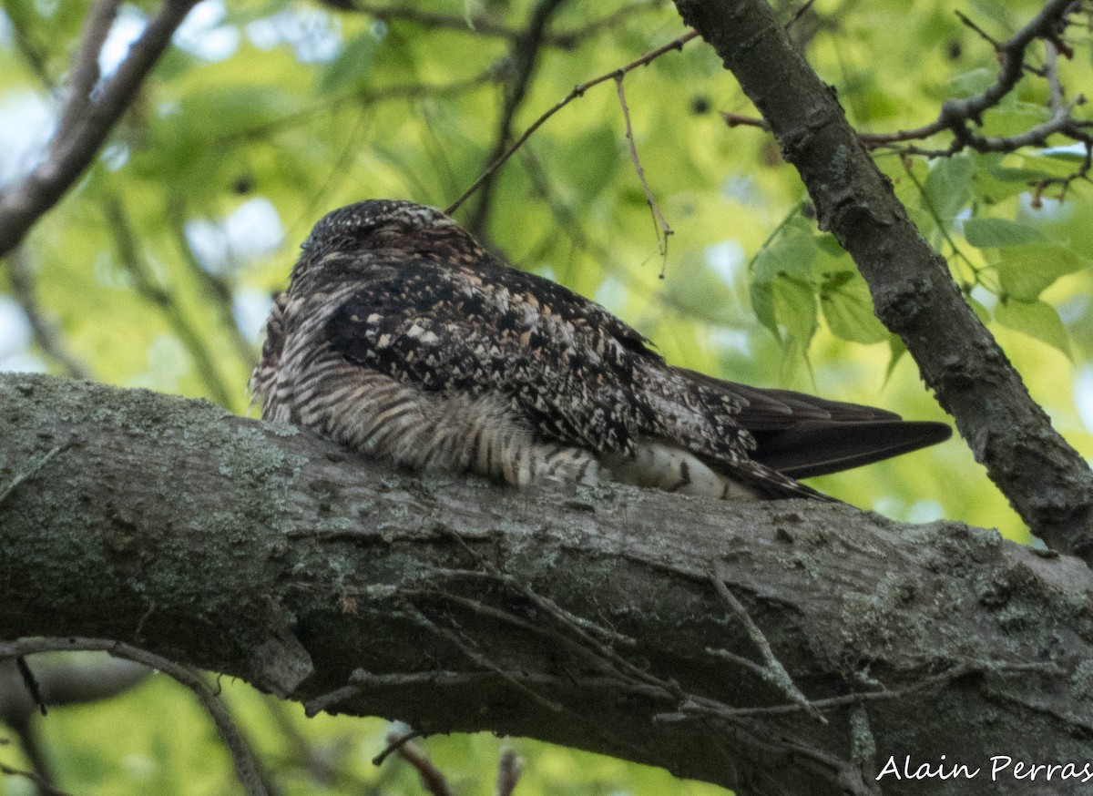 Common Nighthawk - Alain Perras