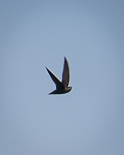 Chimney Swift - Martin Tremblay