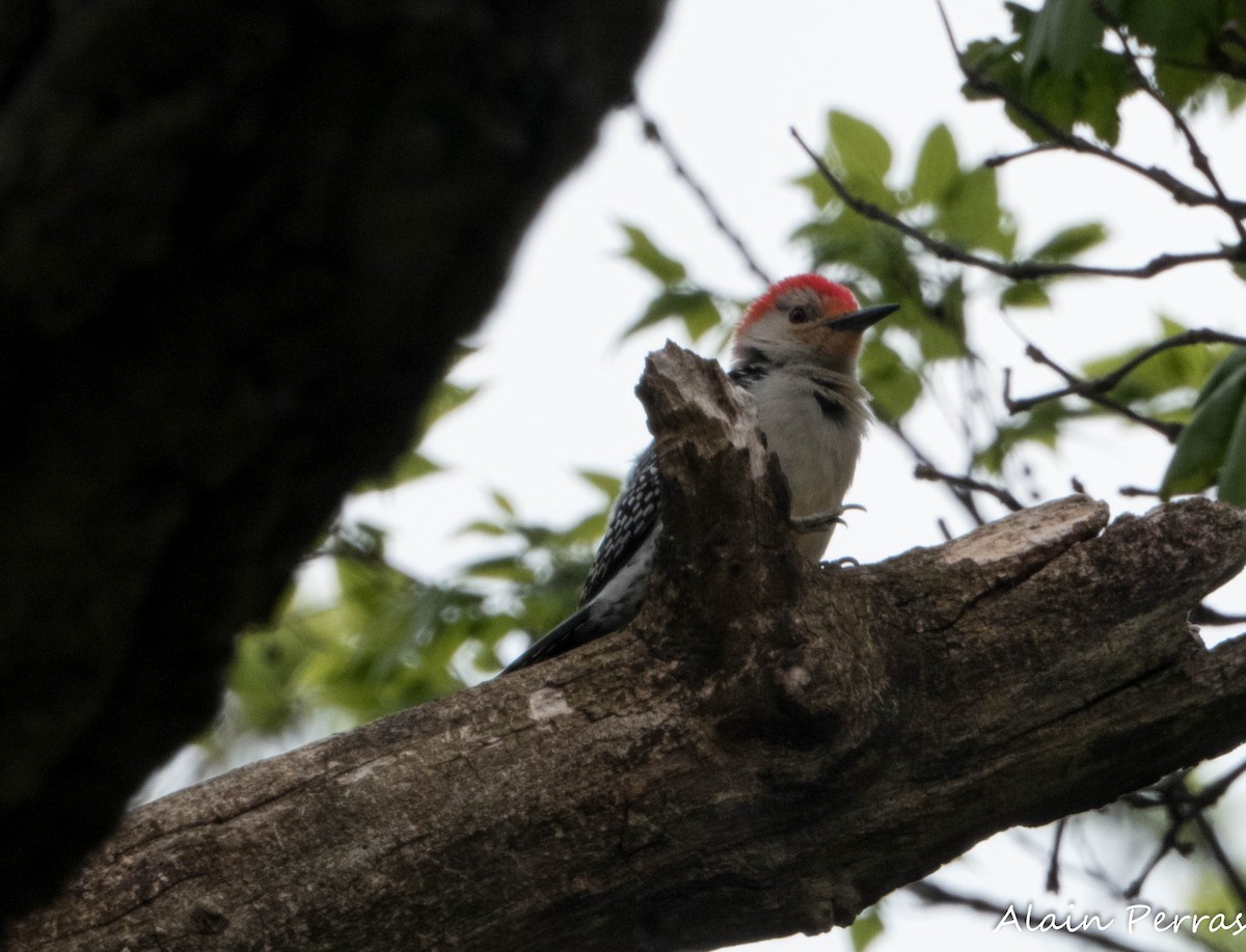 Red-bellied Woodpecker - ML620874469