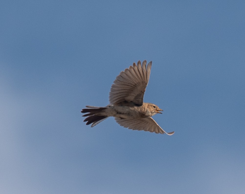 Turkestan Short-toed Lark - ML620874478