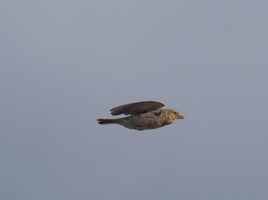 Turkestan Short-toed Lark - ML620874479