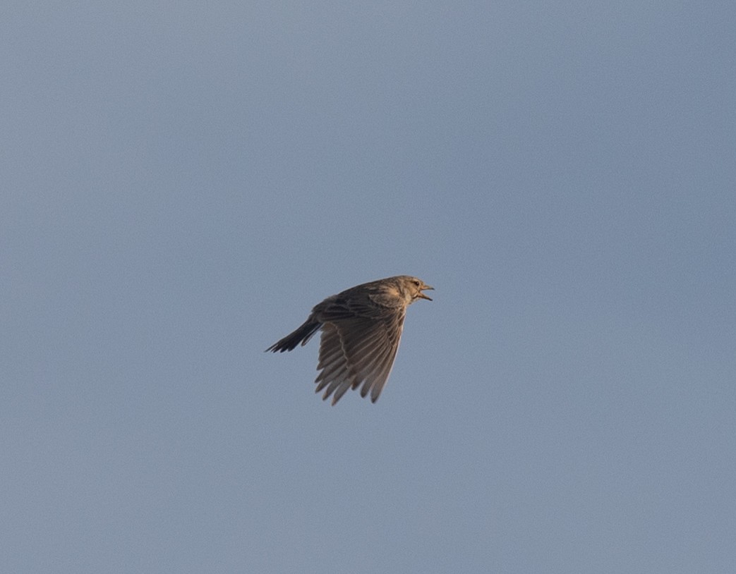 Turkestan Short-toed Lark - ML620874480