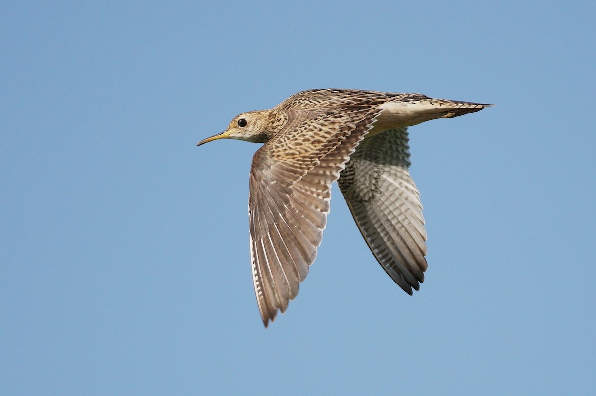 Upland Sandpiper - ML620874483