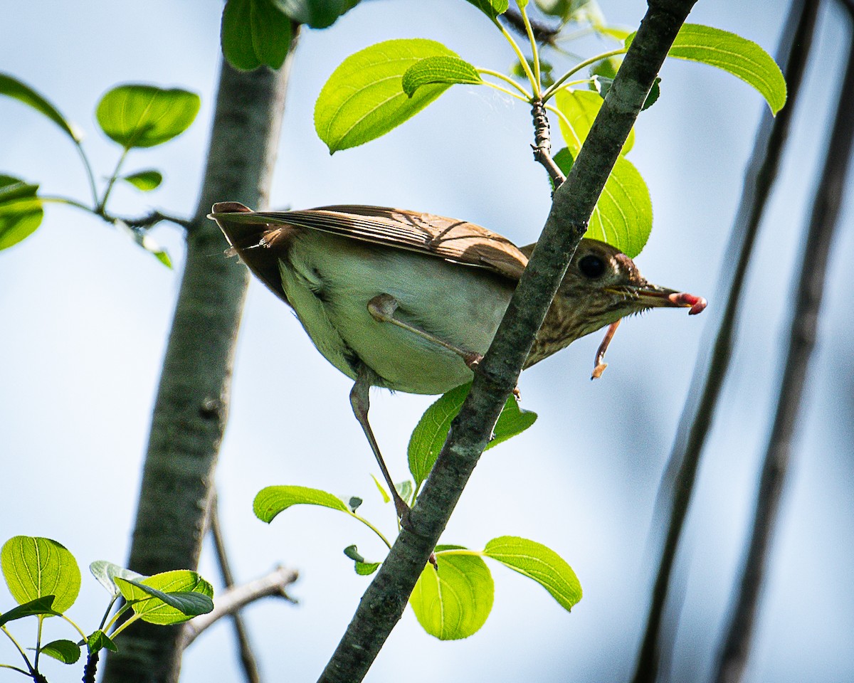 Veery - Martin Tremblay