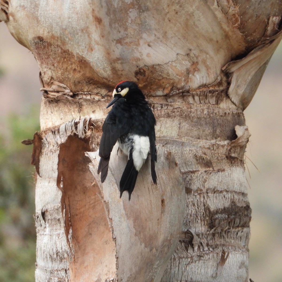 Acorn Woodpecker - ML620874493