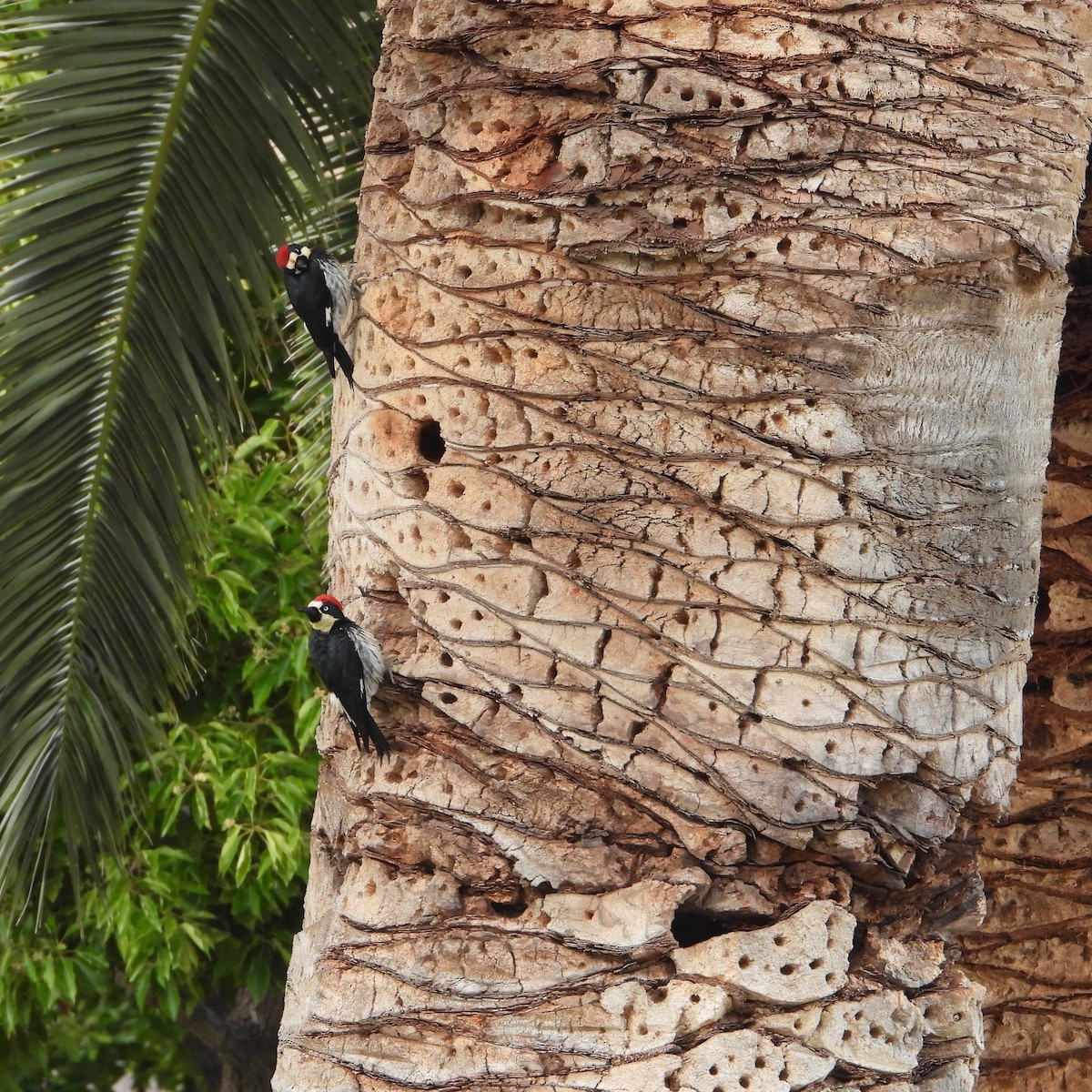 Acorn Woodpecker - ML620874494