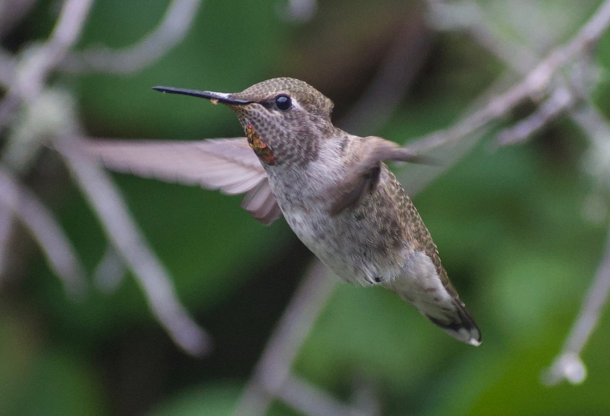 Anna's Hummingbird - ML620874497