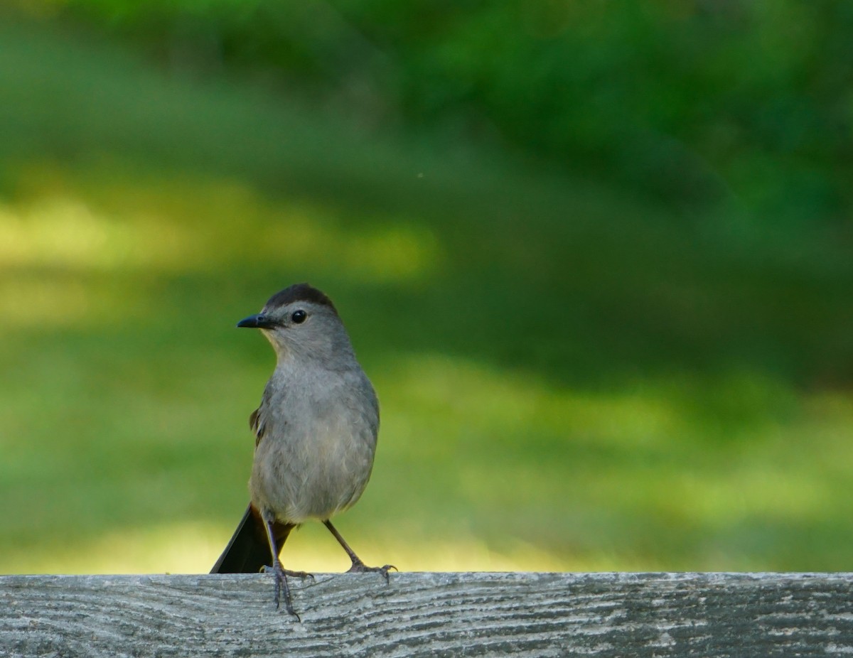 Gray Catbird - ML620874499